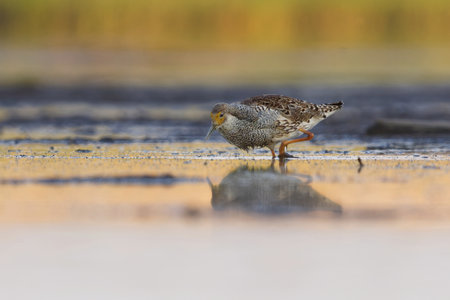 Ruff (Calidris pugnax) male feeding in the wetlands in summer.