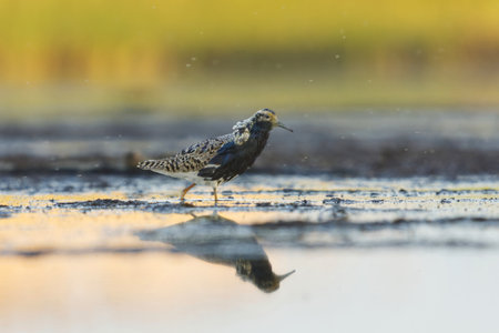 Ruff (Calidris pugnax) male feeding in the wetlands in summer.の写真素材