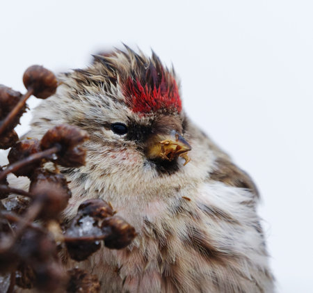 Common redpoll (Acanthis flammea) feeding on tansy seeds closeup in early spring.の写真素材