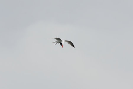 Caspian tern (Hydroprogne caspia) flying in the sky and scratching it's head in summer.