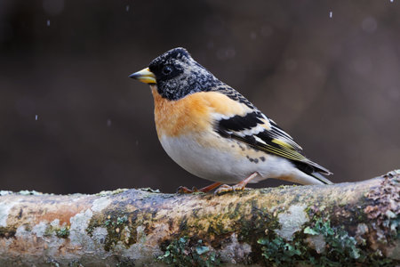Brambling (Fringilla montifringilla) male in snowfall perched on a branch in spring.の写真素材