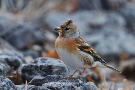 Brambling (Fringilla montifringilla) female on the ground in spring.
