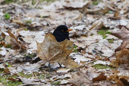 Eurasian blackbird or common blackbird (Turdus merula) male looking for food in the garden in spring.の写真素材