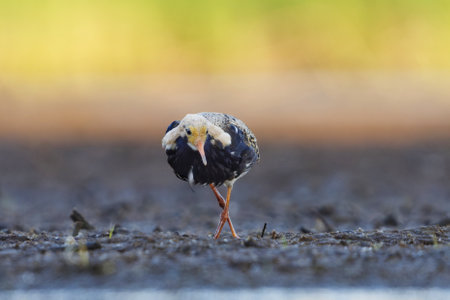 Ruff (Calidris pugnax) male feeding in the wetlands in summer.の写真素材