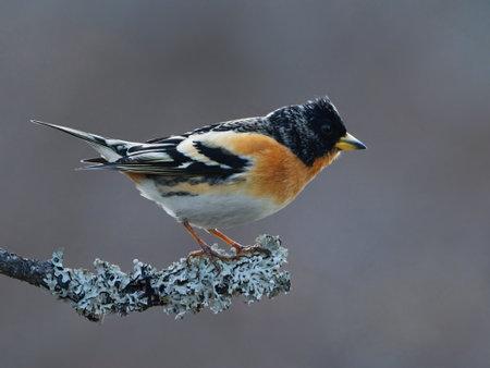 Brambling (Fringilla montifringilla) male perched on a branch in spring.の写真素材