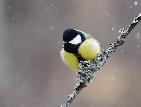 Great tit (Parus major) sitting on a branch in snowfall in the garden in spring.の写真素材