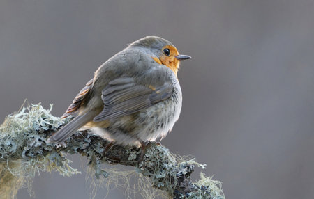 European robin (erithacus rubecula) sitting on a branch in spring.の写真素材