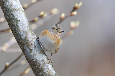 Brambling (Fringilla montifringilla) female perched on a branch in springの写真素材