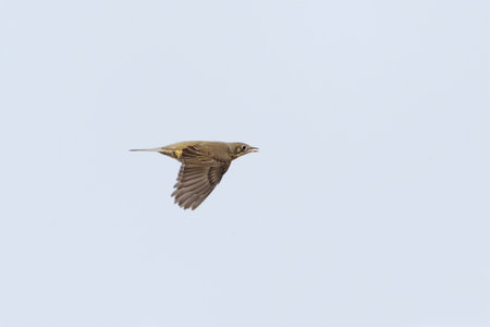 Mistle thrush (Turdus viscivorus) flying in the sky in spring.