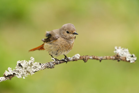 Common redstart (Phoenicurus phoenicurus) female sitting on a branch in spring.