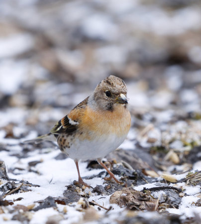 Brambling (Fringilla montifringilla) female on the snowy ground looking for food in early spring.