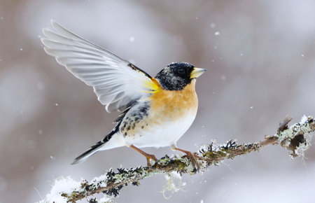 Brambling (Fringilla montifringilla) male in snowfall landing on a branch in early spring.
