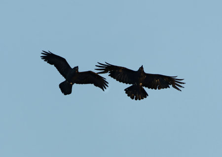 Raven (corvus corax) pair flying in the sky in spring.