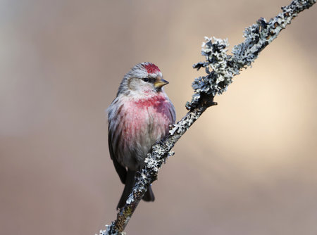 Common redpoll (Acanthis flammea) male sitting on a branch in spring.の写真素材