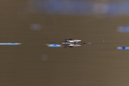 Common pond skater or common water strider (Gerris lacustris) on the water surface.の写真素材