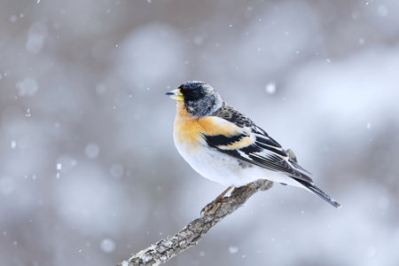Brambling (Fringilla montifringilla) male in snowfall perched on a branch in spring.の写真素材