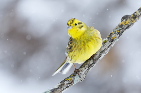 Yellowhammer (Emberiza citrinella) sitting on a branch in snowfall in early spring.の写真素材