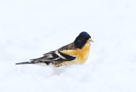 Brambling (Fringilla montifringilla) male standing in the snow in early spring.