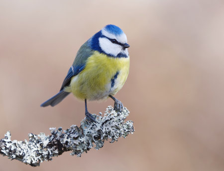 Eurasian blue tit (Cyanistes caeruleus) sitting on a branch in the garden in spring.の写真素材