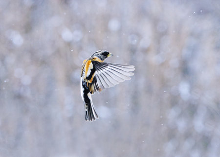 Brambling (Fringilla montifringilla) male flying in snowfall in early spring.