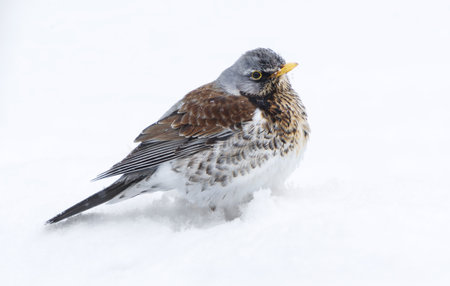 Fieldfare (Turdus pilaris) sittingi n snow in early spring.