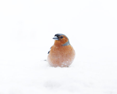Common chaffinch (Fringilla coelebs) male sitting in the snow looking for food.の写真素材