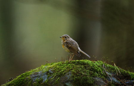 European robin (erithacus rubecula) juvenile sitting on a rock in the forest in autumn.の写真素材