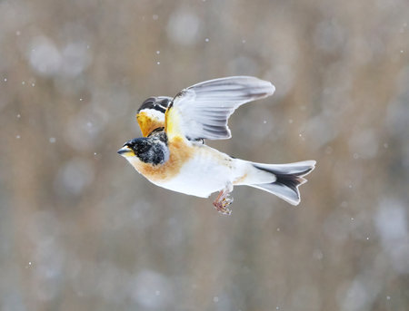 Brambling (Fringilla montifringilla) male flying in snowfall in early spring.の写真素材