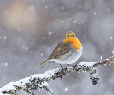 European robin (erithacus rubecula) in snowfall sitting on a branch in early spring.の写真素材