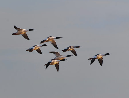 A flock of Goosanders or common mergansers (Mergus merganser) flying in the sky in spring.の写真素材