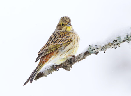 Yellowhammer (Emberiza citrinella) sitting on a branch with snow in the background in early spring.の写真素材