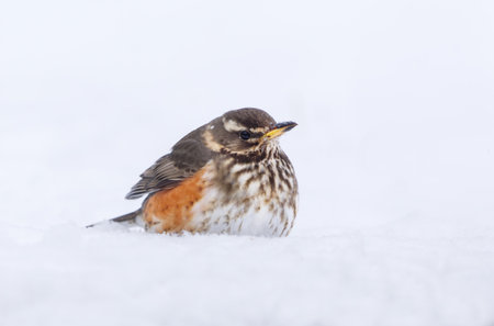 Redwing (turdus iliacus) sitting in the snow in early spring.の写真素材
