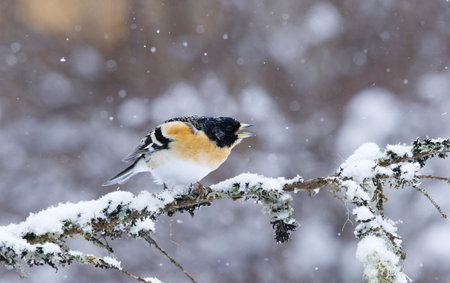 Brambling (Fringilla montifringilla) male in snowfall perched on a branch.の写真素材