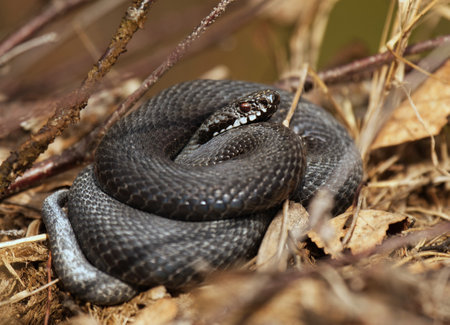 Common European adder or common European viper (Vipera berus) basking in early spring.の写真素材