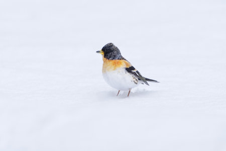 Brambling (Fringilla montifringilla) male standing in the snow in early spring.の写真素材