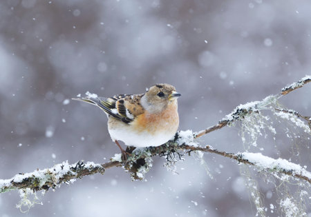 Brambling (Fringilla montifringilla) female in snowfall perched on a branch in early spring.の写真素材