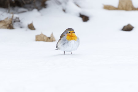 European robin (erithacus rubecula) standing in the snow in early spring.の写真素材