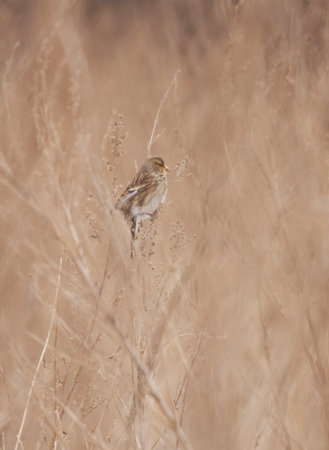 Twite (Linaria flavirostris) perched on a twig in the field in spring.の写真素材
