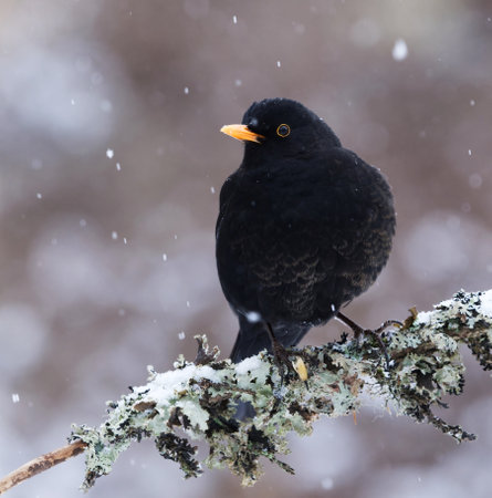 Eurasian blackbird or common blackbird (Turdus merula) male in snowfall sitting on a branch in early spring.の写真素材