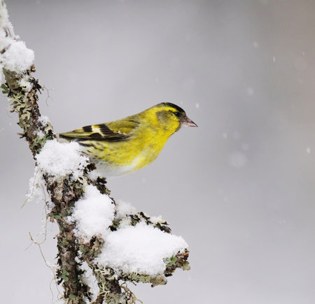 Eurasian siskin (Spinus spinus) male in snowfall sitting on a branch in early spring.の写真素材