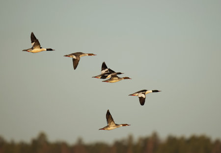 A flock of Goosanders or common mergansers (Mergus merganser) flying in the sky in spring.