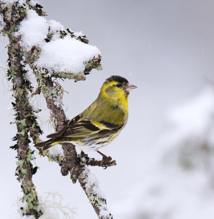 Eurasian siskin (Spinus spinus) male in snowfall sitting on a branch in early spring.の写真素材