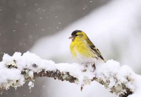 Eurasian siskin (Spinus spinus) male in snowfall sitting on a branch in early spring.の写真素材