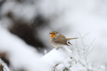 European robin (erithacus rubecula) in snowfall sitting on a snowy branch in the forest in early spring.の写真素材