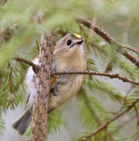 Goldcrest (Regulus regulus) closeup in the forest in snowfall looking for food in early spring.の写真素材