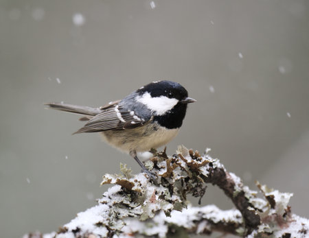 Coal tit (Periparus ater) in snowfall sitting on a branch in early spring.の写真素材