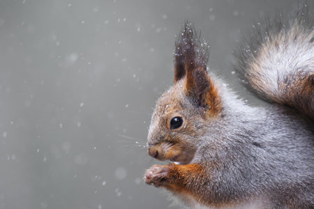 Red squirrel (Sciurus vulgaris) closeup in snowfall feeding in early spring.