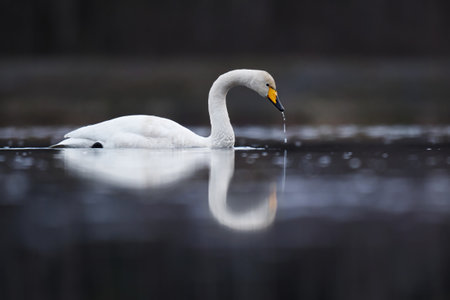 Whooper swan (Cygnus cygnus) swimming in a lake in spring.の写真素材