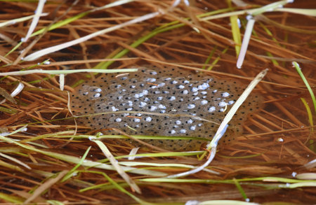 frog eggs in a pond in spring