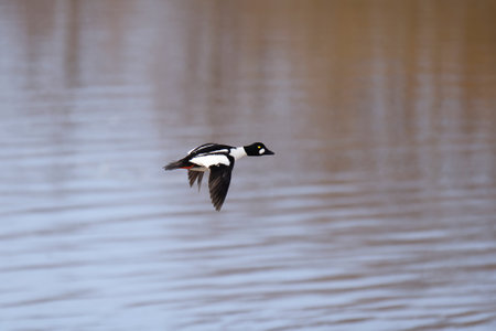 Common goldeneye (Bucephala clangula) male flying across the water.の写真素材